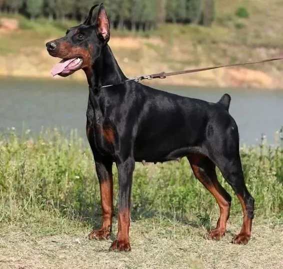 杜宾犬|杜宾犬幼犬初次回家要警惕哪些问题