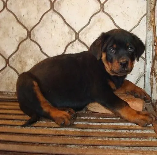 罗威纳犬|针对罗威纳犬掉毛问题的解决方法