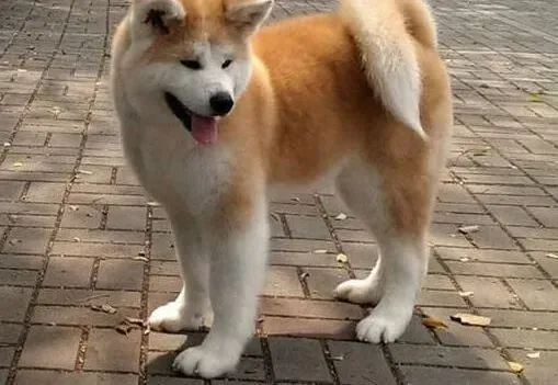 秋田犬|秋田犬食欲很不好干咳是什么症状