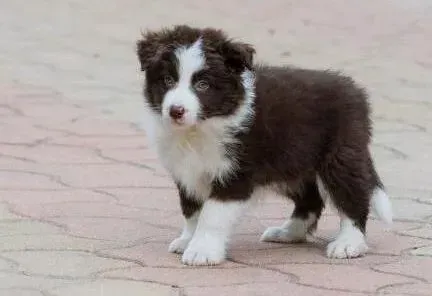 边境牧羊犬|边境牧羊犬为什么总是喜欢刨土呢