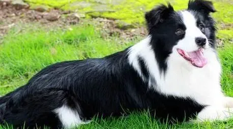 边境牧羊犬|哪些食物会成为边境牧羊犬隐藏的杀手