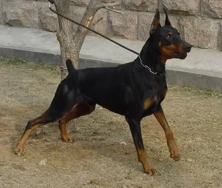 杜宾犬|杜宾犬绝对禁用的食物有哪些