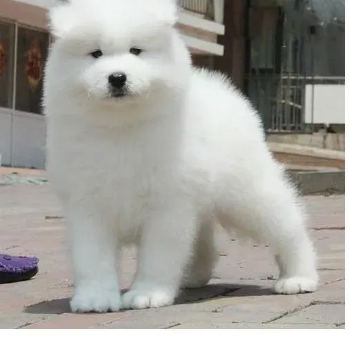 银狐犬|银狐犬傍晚边呕吐边抽搐，晚上恢复正常没事吧