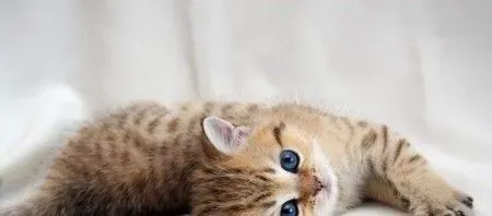 小猫吐白沫怎么办 找到原因对症下药 | 猫