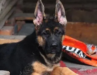 德国牧羊犬|德国牧羊犬无意中把我咬伤了