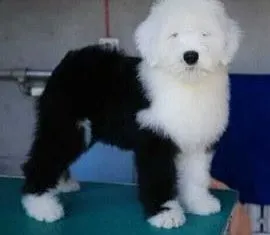 古代牧羊犬|避免古代牧羊犬中暑有绝招