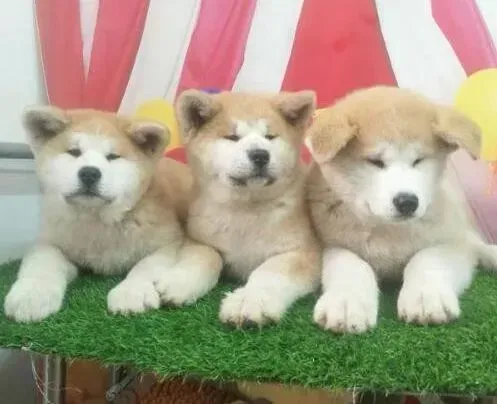 秋田犬|秋田犬吃什么可以增加毛发的颜色