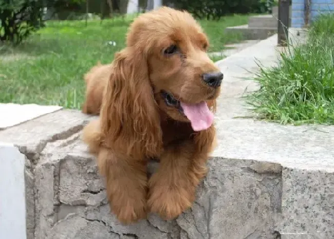 可卡犬|头疼的可卡犬总喜欢与我对着干 应该怎么办