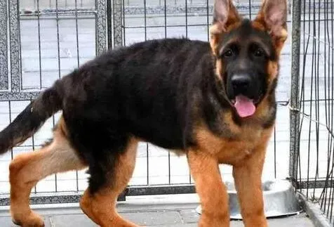 德国牧羊犬|德国牧羊犬一切正常就是不吃不喝什么原因