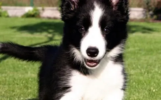 边境牧羊犬幼犬尾巴特征 幼犬尾巴特征 | 边境牧羊犬