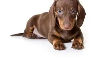 腊肠犬|我家腊肠犬爱喝酸奶吗 如何让毛发长的更好呢
