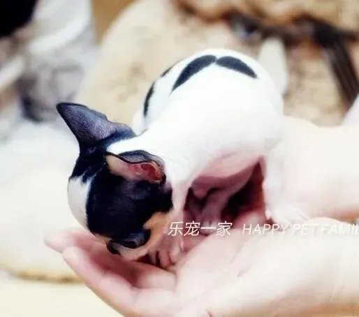 吉娃娃|刚买回家的吉娃娃流鼻涕干咳没事吧