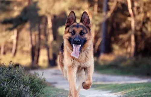 怎样训练德国牧羊犬 最佳时间应该是在其幼年时期 | 德国牧羊犬