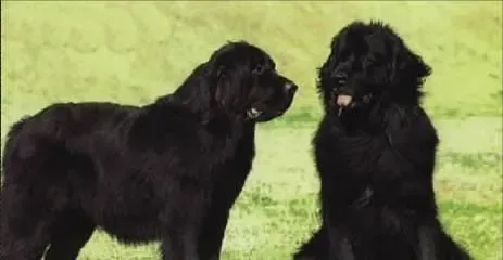 纽芬兰犬一顿吃多少 四到六个月每天至少喂3次 | 纽芬兰犬