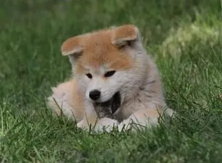 秋田犬|处理秋田犬毛打结的小窍门