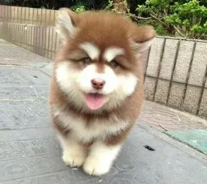 阿拉斯加犬|阿拉斯加犬突然间特别的能吃是什么原因
