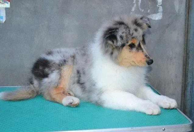 喜乐蒂|如何与自家的喜乐蒂犬一起玩耍