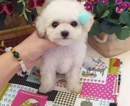 泰迪犬|怎样快速清理泰迪犬脱落的毛发
