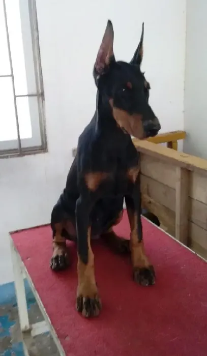 杜宾犬|怀孕期间的杜宾犬有点咳嗽，有方法帮助它吗