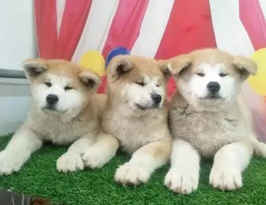 秋田犬|秋田犬吃什么可以增加毛发的颜色