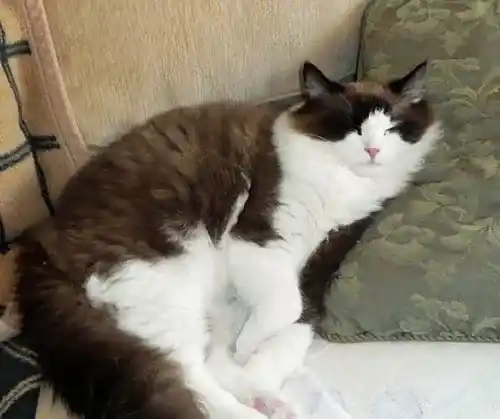 褴褛猫发烧吃什么药 肛温38~39度都属于正常 | 褴褛猫