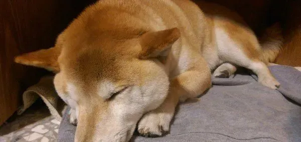 浪犬跳上机车求助 这一载便开启了狗奴才生活 | 狗