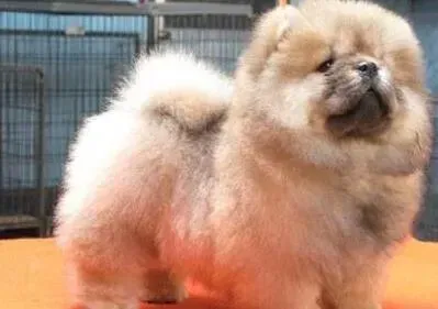松狮犬|四个月的松狮犬才22斤是不是太瘦了 如何让它变胖呢