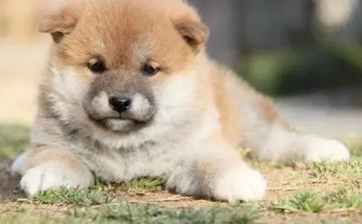 秋田犬|时尚宠物秀 给秋田犬佩戴眼镜的好处