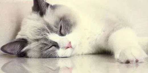 布偶猫吃什么对眼睛好 布偶猫吃鸡肝对眼睛好吗 | 布偶猫