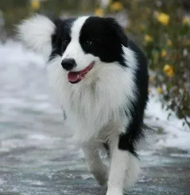 边境牧羊犬|边境牧羊犬喜欢喝牛奶可以吗