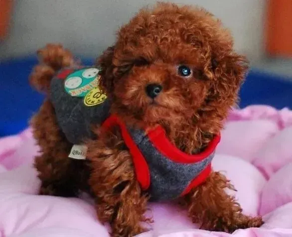 泰迪犬|食物中毒如何治 泰迪犬中毒之后怎样急救
