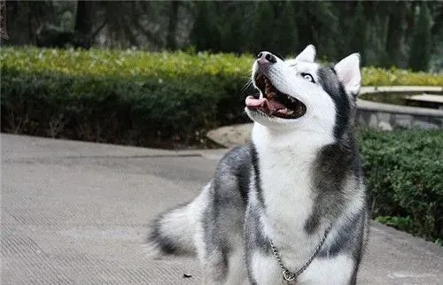 阿拉斯加雪橇犬闹吗 十分愿意与人亲近的犬种 | 阿拉斯加雪橇犬