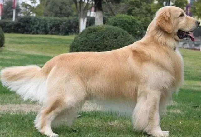 金毛|金毛犬不听话 训练黄金寻回犬的方法