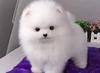 博美犬|博美犬可以喝牛奶吗 求指教