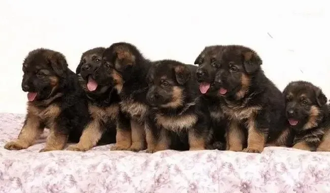 德国牧羊犬|德国牧羊犬什么时候断奶最合适