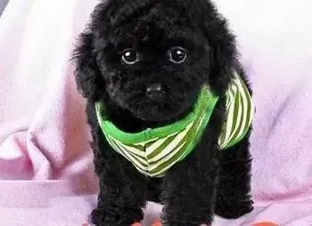 贵宾犬|三个月的贵宾犬感冒一直不好，应如何治疗