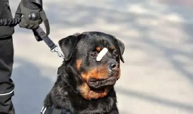 小黑警犬眉眼间横贴ok蹦 坚定小表情萌翻网友 | 狗