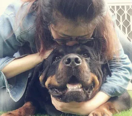 吓死宝宝了! 汪换上可爱浣熊装变身老虎