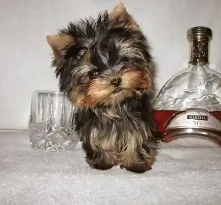 约克夏|一个月的约克夏喝牛奶后拉稀怎么办