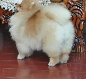 博美犬|动物奇病 详解博美犬的假孕症