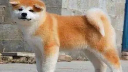 秋田犬|警惕冬季是秋田犬健康的杀手