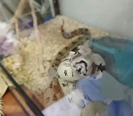 蛇也有亲人的一面 妈妈与蛇一起玩平板超温馨！