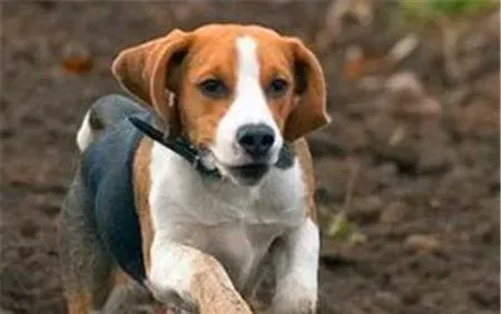 哈利犬的智商排名第几 哈利犬智商是比较高的 | 哈利犬