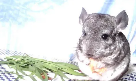喂养龙猫的方法 健康饲养龙猫的最正确饮食方法 | 龙猫