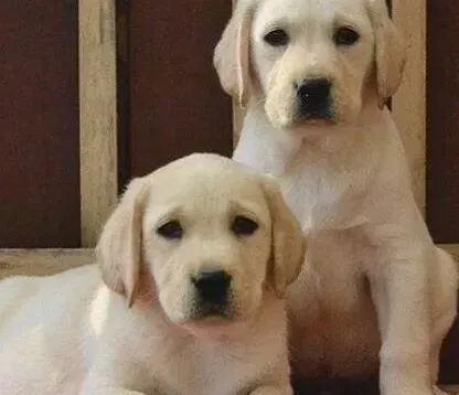 拉布拉多|传授训练拉布拉多犬上厕所的方法
