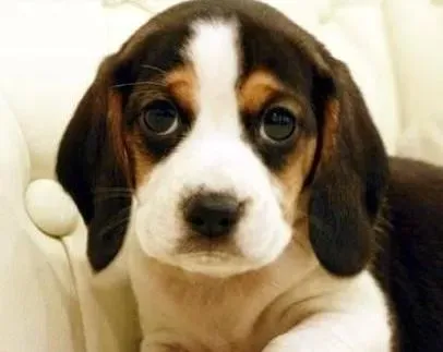 比格犬|给比格犬打疫苗有哪些要求