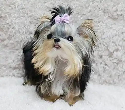 约克夏|一个月的约克夏喝牛奶后拉稀怎么办