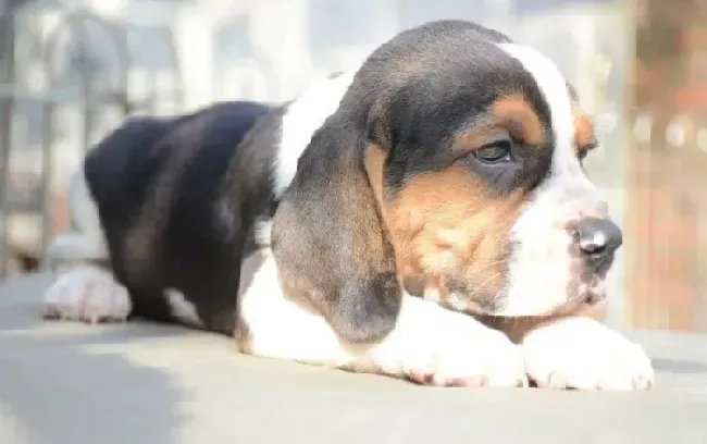 比格犬|比格犬换牙期间需要吃泡过的狗粮吗