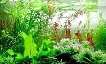 鱼缸养鱼有讲究吗 鱼缸的位置鱼的数量 | 鱼