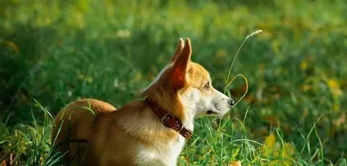 狗蚤如何处理 平时注意搞好犬体卫生 | 狗
